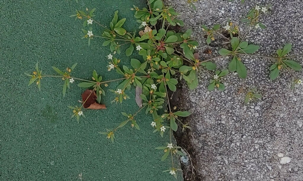 green carpetweed from Mountain Park, GA, USA on June 26, 2023 at 1046