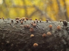 Hymenoscyphus salicellus