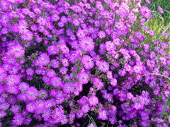 Drosanthemum asperulum