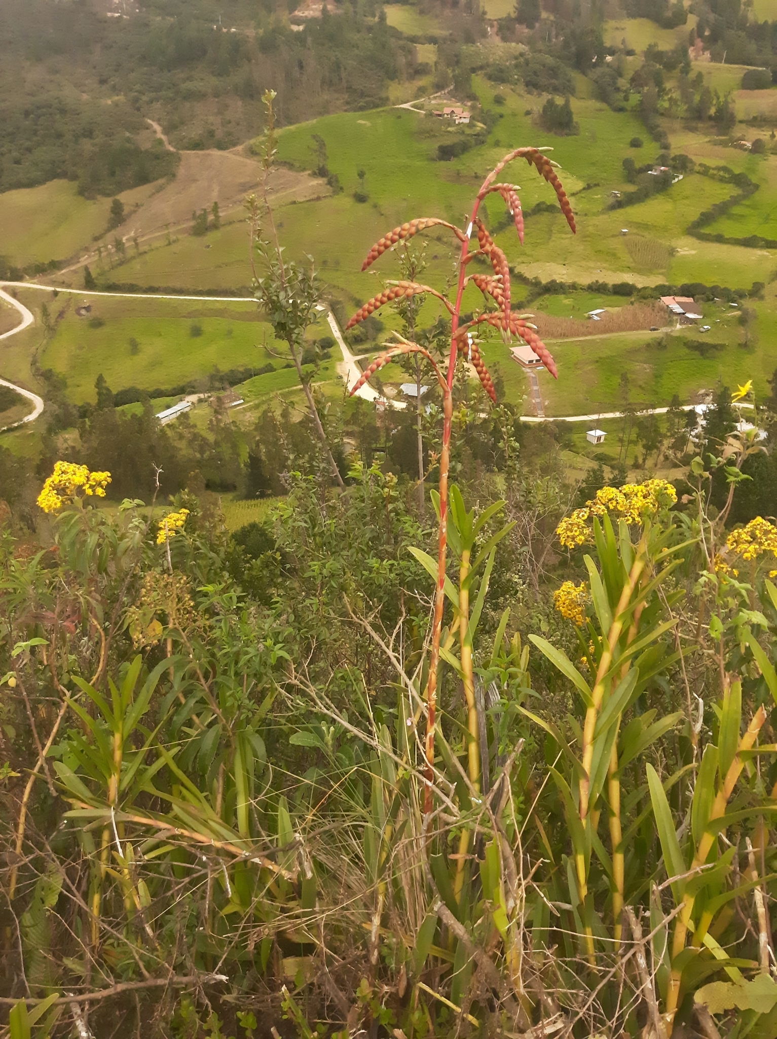 Tillandsia pyramidata image