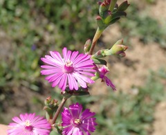 Drosanthemum asperulum