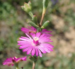 Drosanthemum asperulum