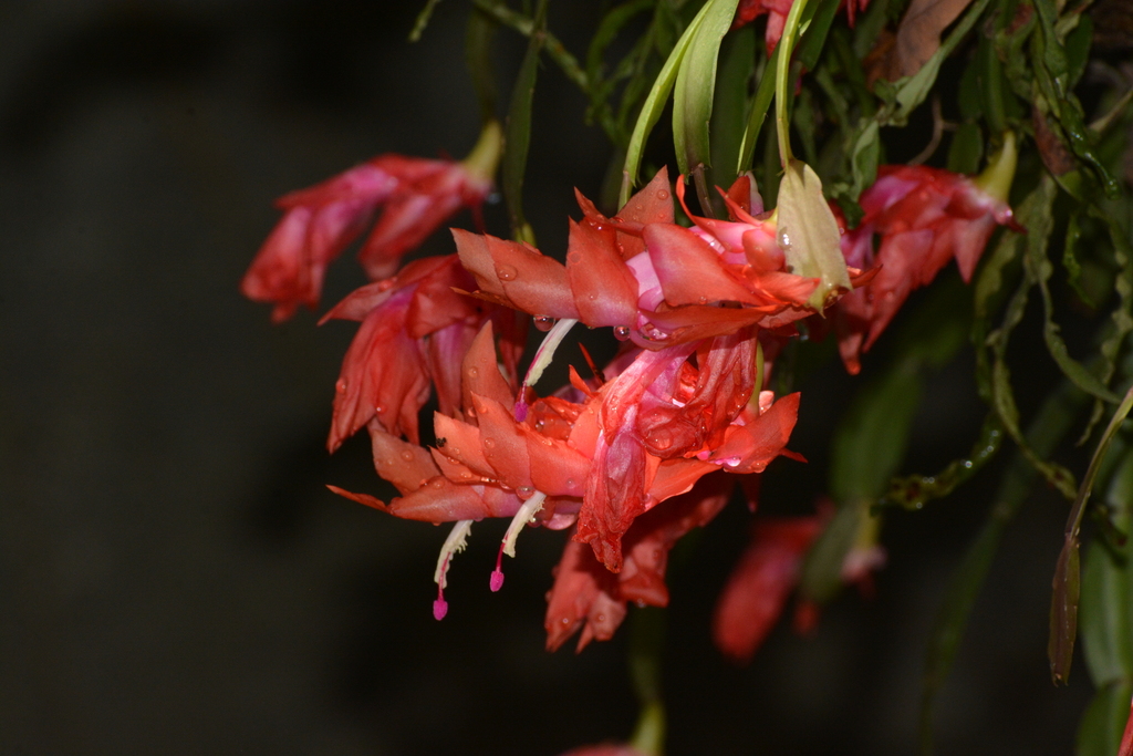 Christmas Cactus