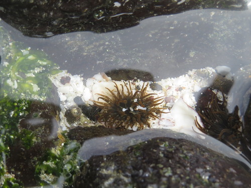 Anthopleura nigrescens