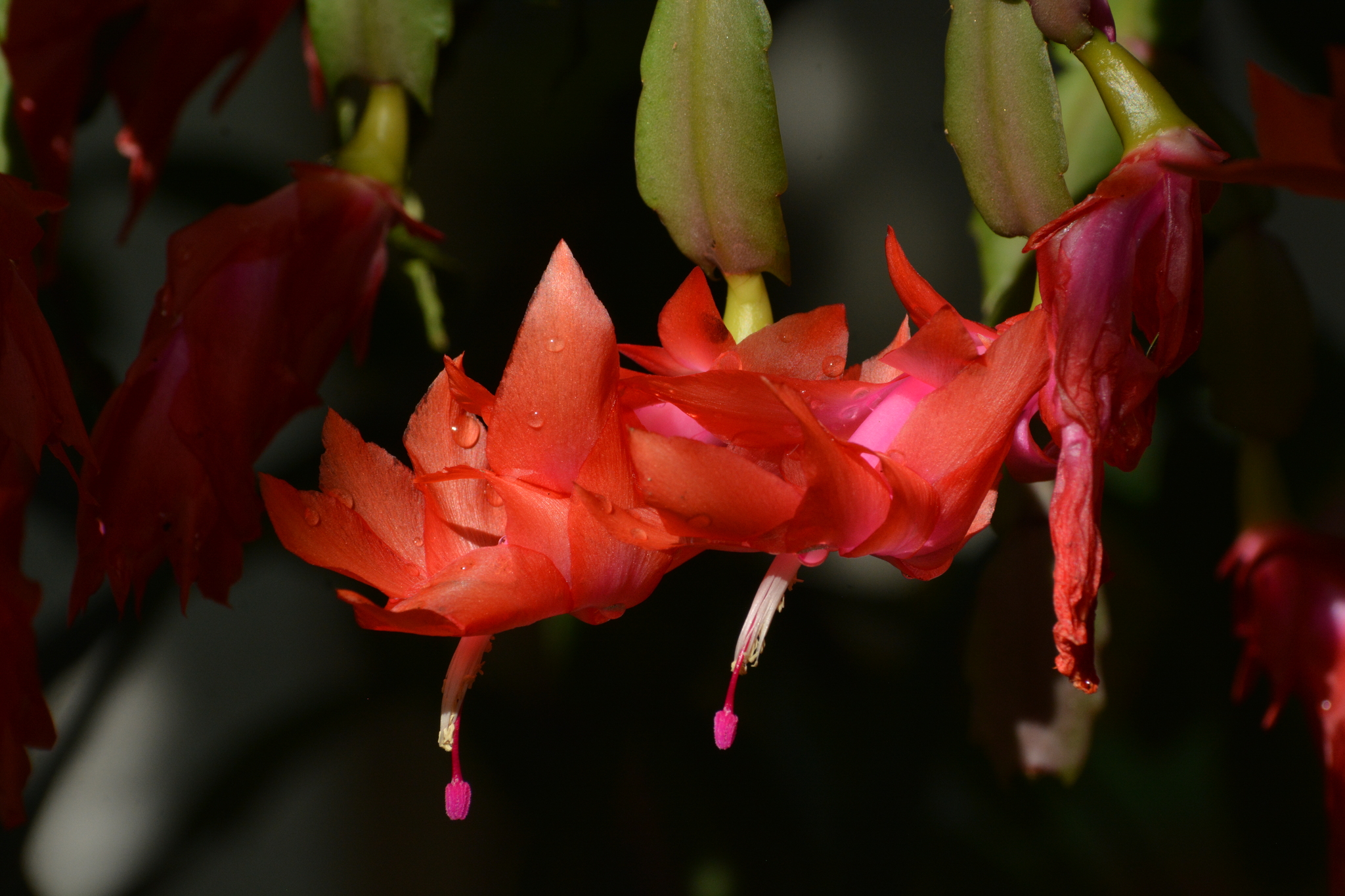 Imagem de Flor-de-maio