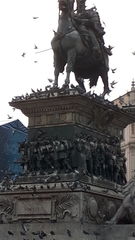 Columba livia domestica