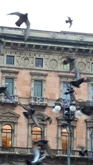 Columba livia domestica