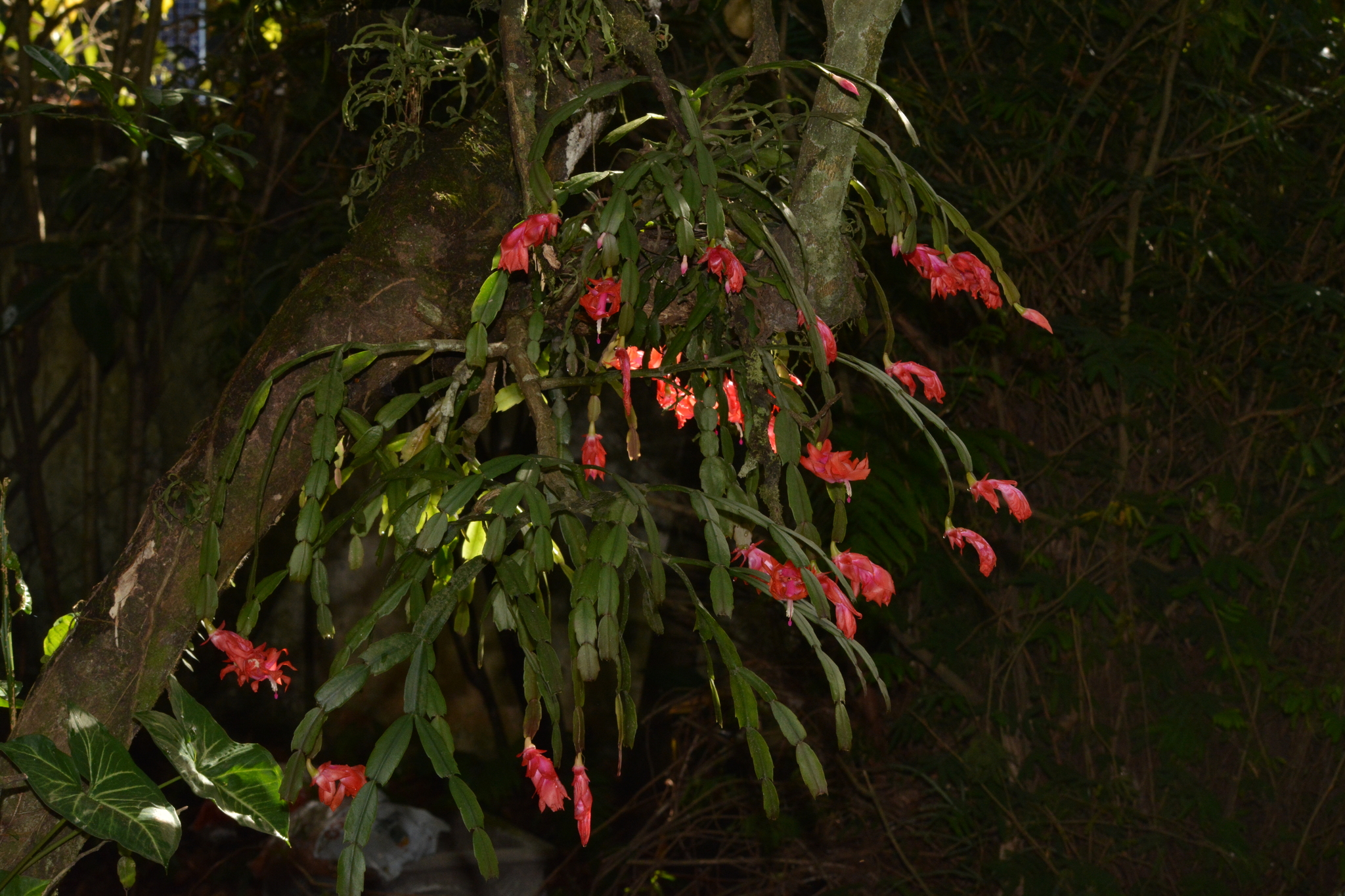 Imagem de Flor-de-maio