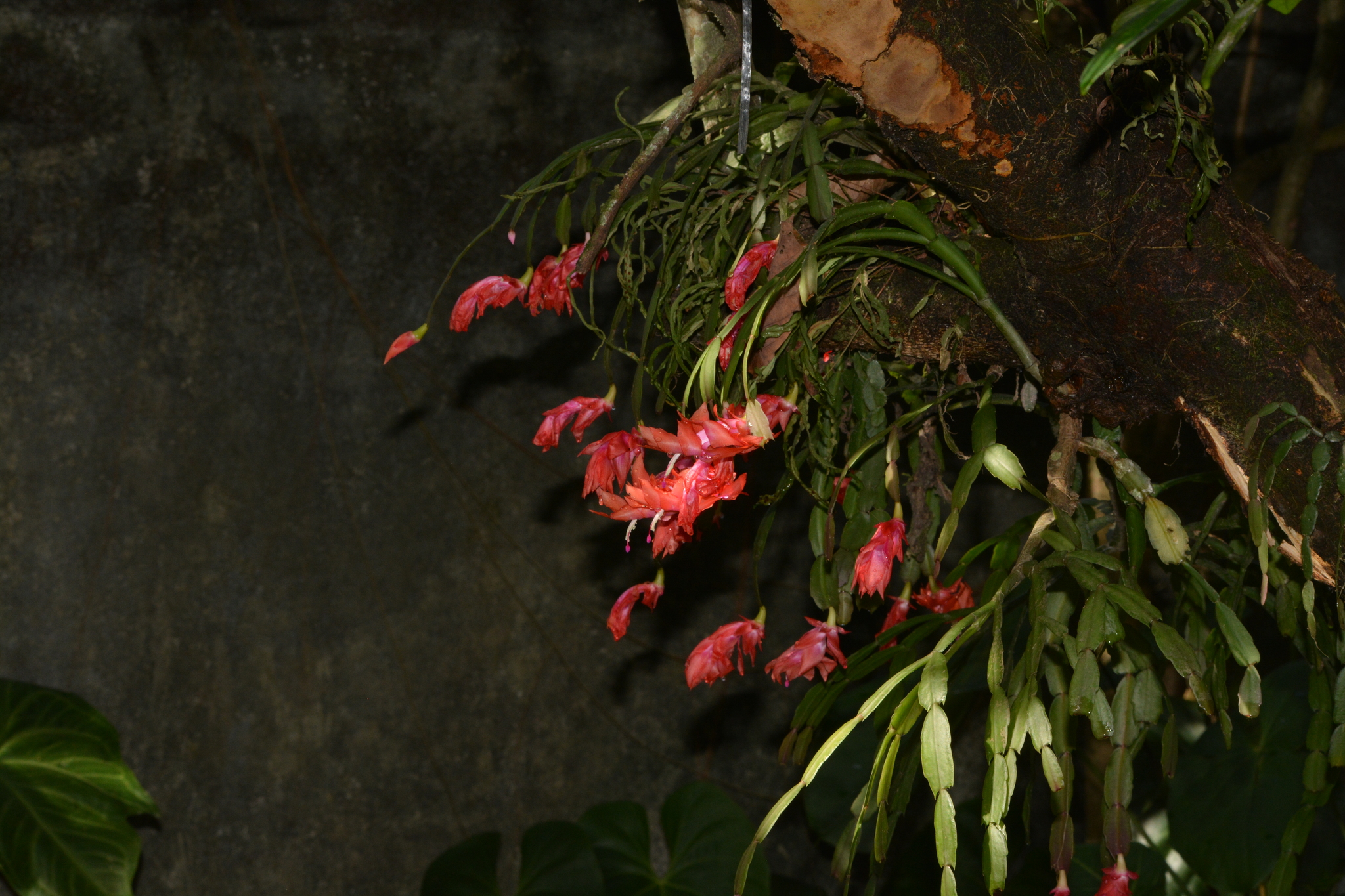 Imagem de Flor-de-maio
