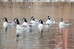 Branta canadensis