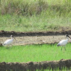 Threskiornis melanocephalus