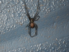 Latrodectus hesperus