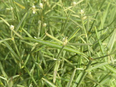 Alternanthera flavicoma, photograph (c) Leonel Roget, some rights reserved (CC BY)