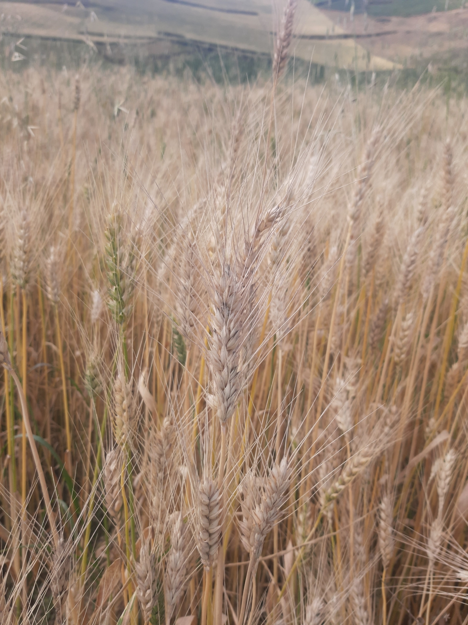 Triticum image