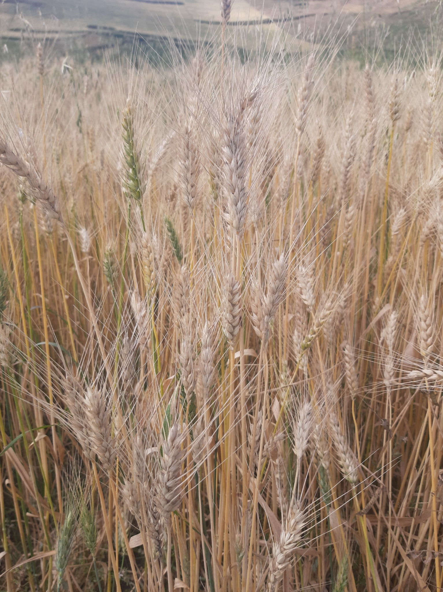 Triticum aestivum image