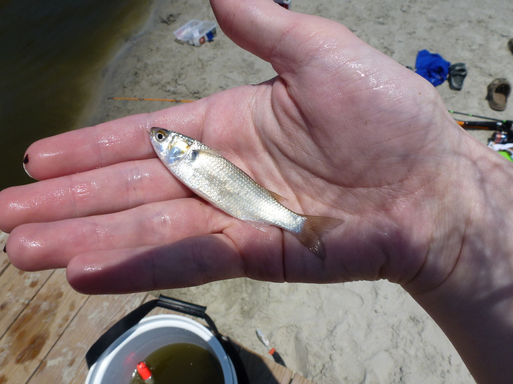 Common Mullets from Fripp Island (US-SC) on June 26, 2023 at 01:26 PM ...