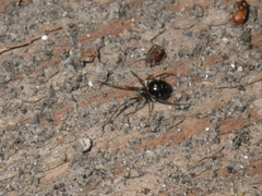 Steatoda