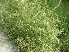 Alternanthera flavicoma, photograph (c) Leonel Roget, some rights reserved (CC BY)