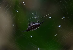 Gasteracantha diardi