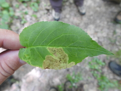 Liriomyza limopsis