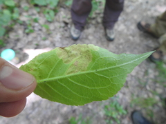 Liriomyza limopsis