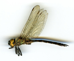 Somatochlora semicircularis