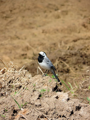 Motacilla alba