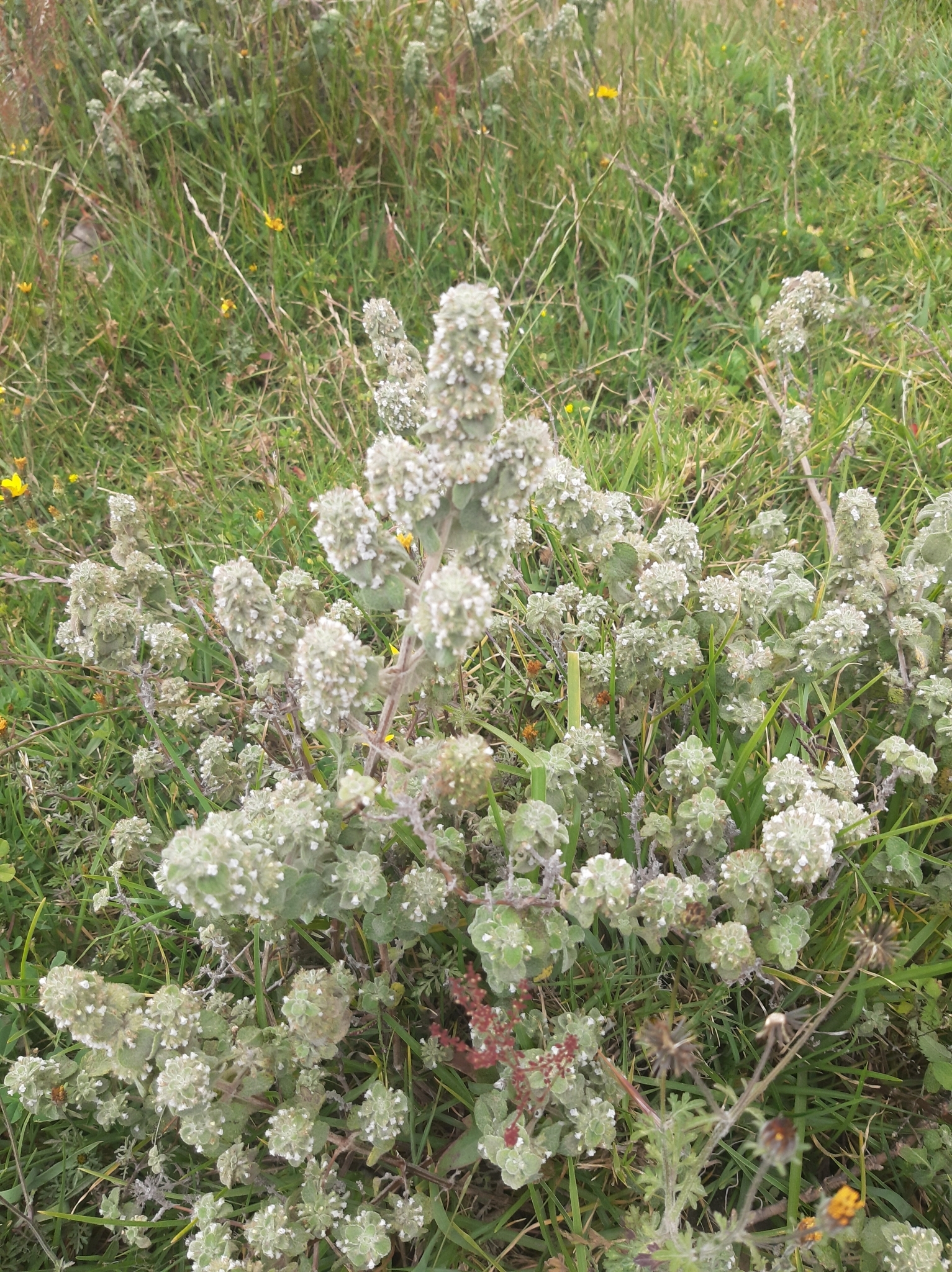 Minthostachys mollis image