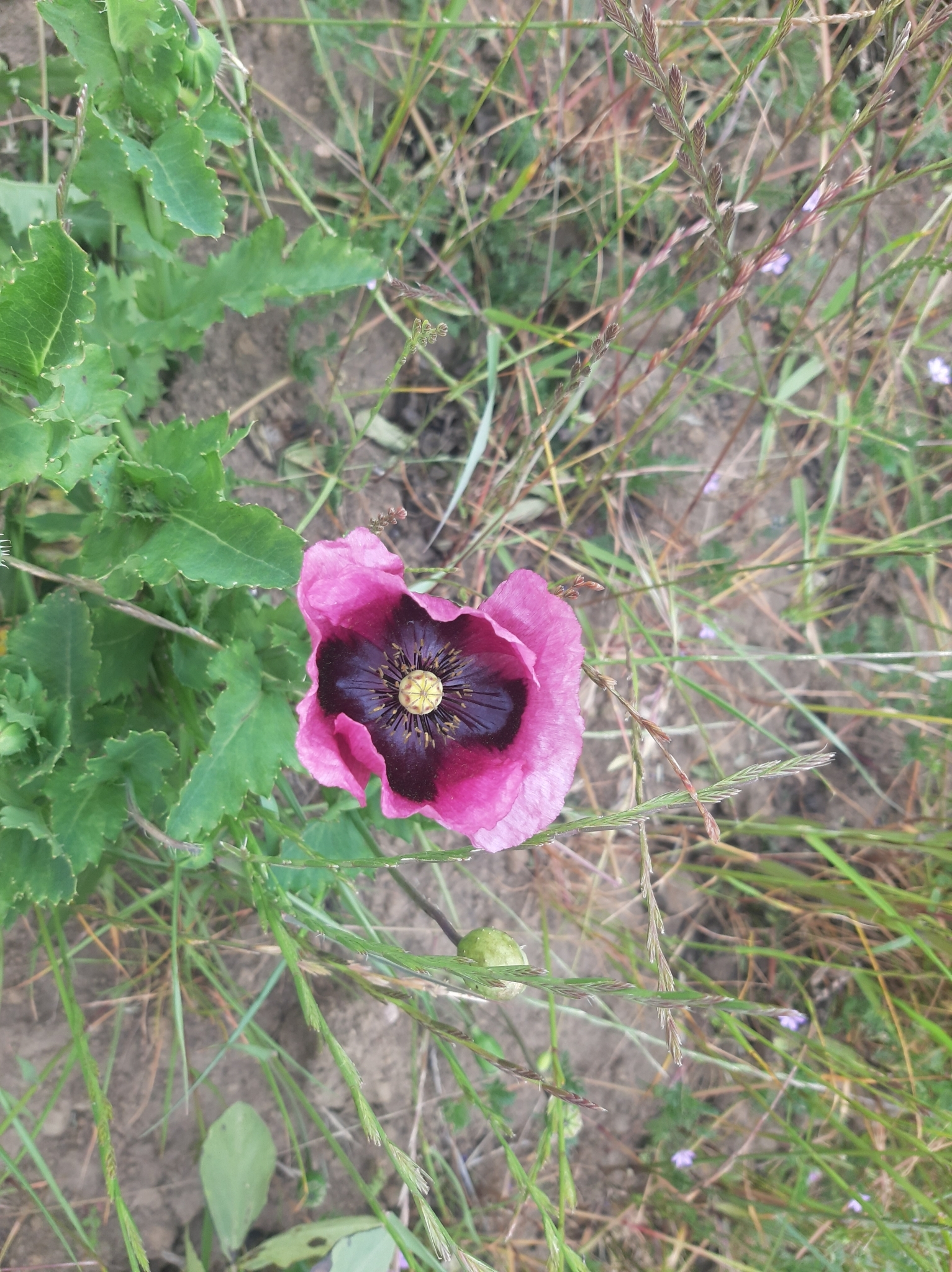 Papaver somniferum image