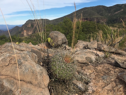 Parrycactus alamosanus