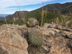 Ferocactus alamosanus