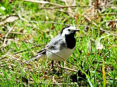Motacilla alba