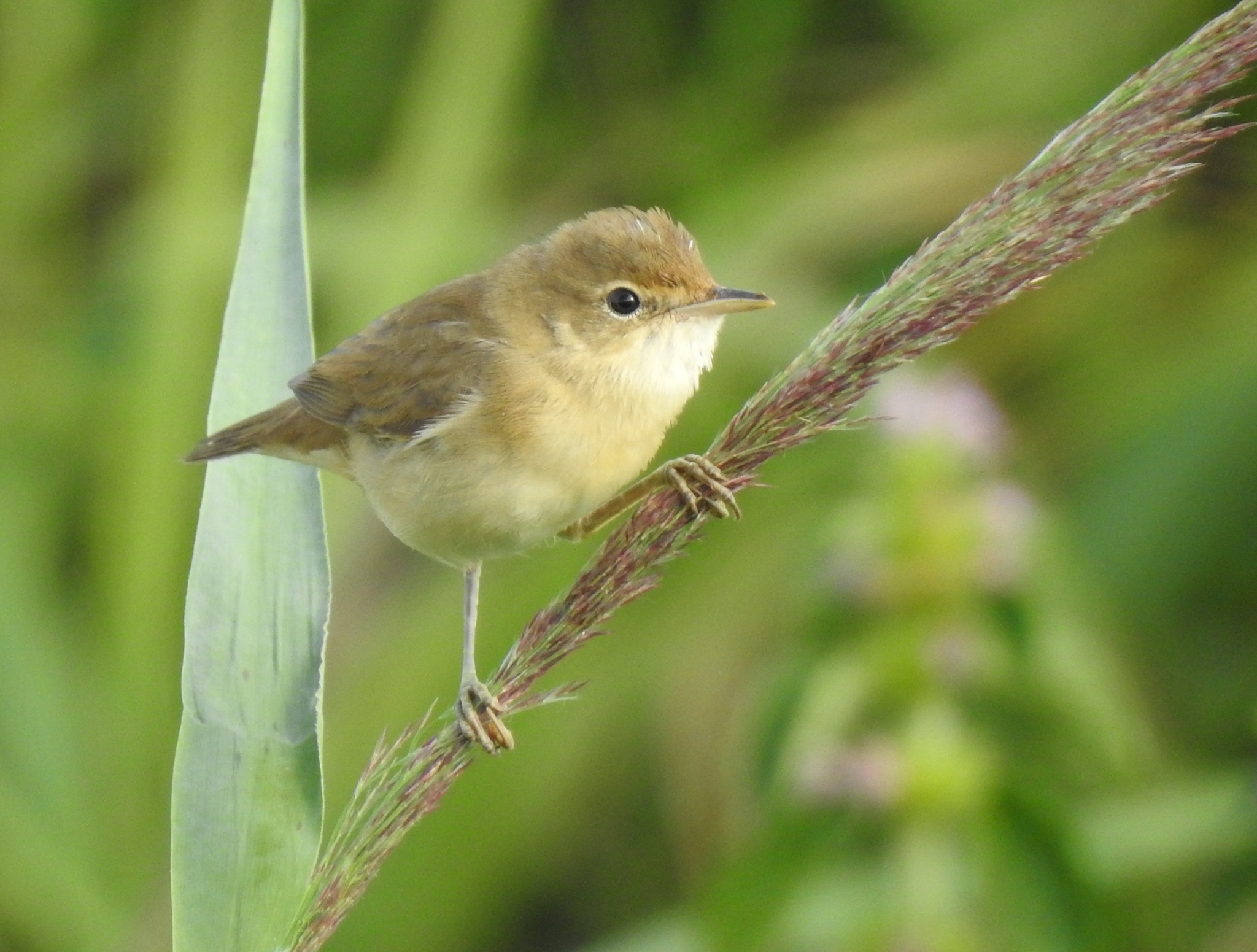 iNaturalist.org. Г. Исаков, Новочебоксарск Чувашия, июль 2020