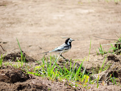 Motacilla alba