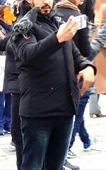 Columba livia domestica