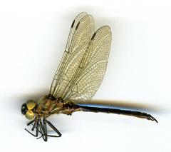 Somatochlora semicircularis