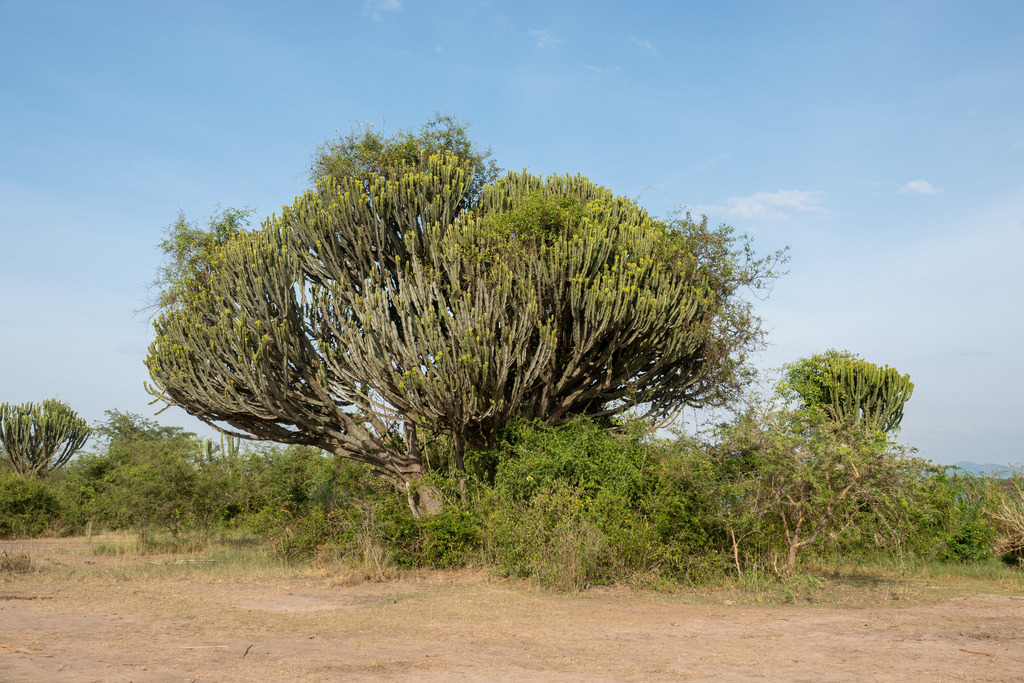 Euphorbia ingens, Kasese, Uganda, by Hoiman