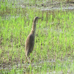 Ardeola grayii