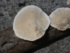 Trametes versicolor