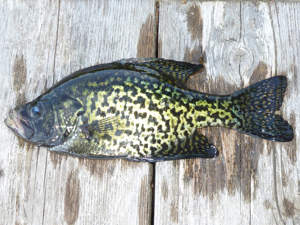 Black Crappie (Fish of Point Pelee National Park of Canada