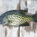 Black Crappie - Photo (c) fmgee, some rights reserved (CC BY-NC), uploaded by Scott Gilmore