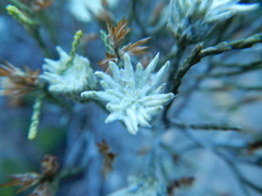 Dicerothamnus adpressus