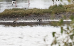 Erythrogonys cinctus