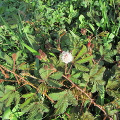 Mimosa pudica