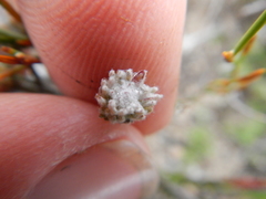 Dicerothamnus adpressus