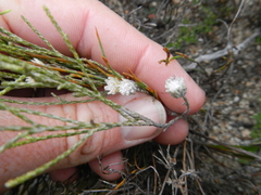 Dicerothamnus adpressus