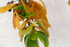 Scaevola plumieri