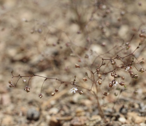 Image of Nemacladus sigmoideus by (c) Cricket Raspet, some rights reserved (CC BY)