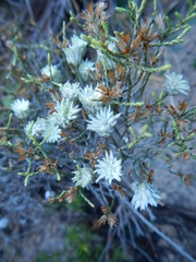 Dicerothamnus adpressus