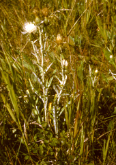 Cirsium flodmanii